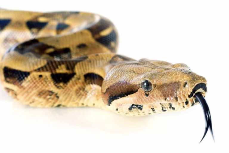serpiente-boa-constrictor-02-768x512
