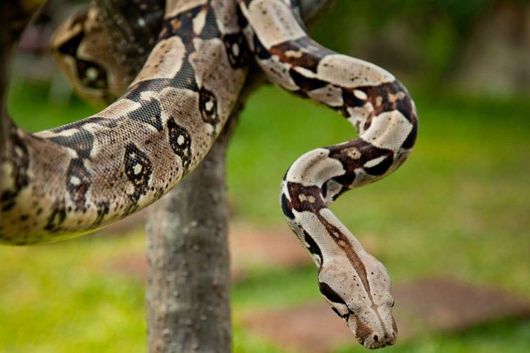 serpiente-boa-constrictor-768x512